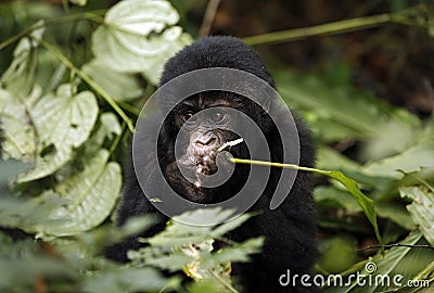 Baby Gorilla Feeding Stock Photo